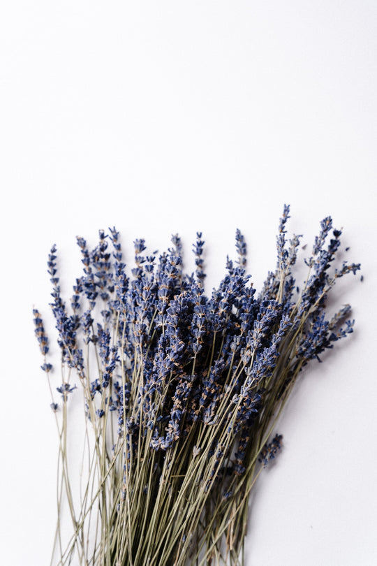 Bunch of dried lavender on light grey background