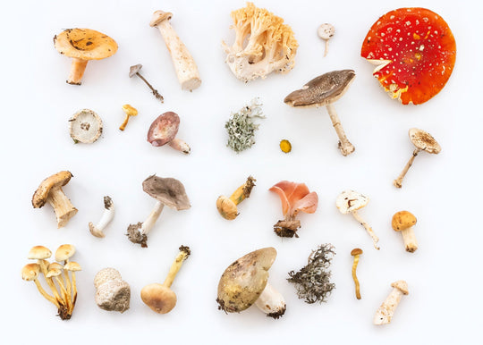 white background with different kinds of mushrooms displayed on surface 